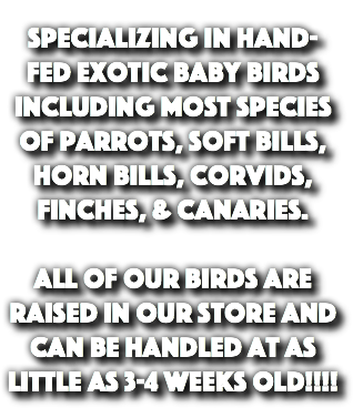  Specializing in Hand-Fed Exotic baby birds including most species of Parrots, Soft Bills, Horn Bills, Corvids, Finches, & Canaries. All of our birds are raised in our store and can be handled at as little as 3-4 weeks old!!!!